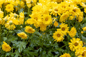 Beautiful chrysanthemums in heavy rain
