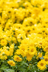 Beautiful chrysanthemums in heavy rain