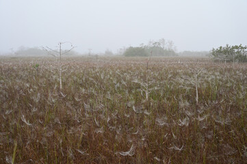 Great egret amidst dew covered spider webs in sawgrass praire in Everglades National Park's dwarf cypress forest at dawn.