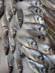 Food and seafood. Fresh sea fish on the counter of the supermarket lies on pieces of ice.
