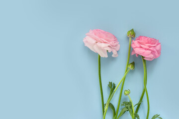 Flores color rosa y brotes en fondo azul, con espacio para texto, da bienvenida a la primavera o...