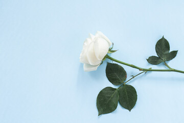 Rosa blanca sobre superficie azul con textura