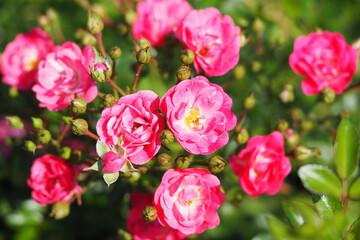 Macro photography. Macrophography of a beautiful bush rose, isolated.