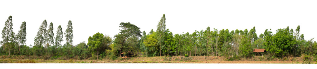 Green Trees isolated on white background.are Forest and foliage in summer for both printing and web pageswith cut path and alpha channel