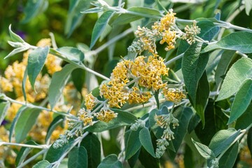 Obraz premium Smokebush a.k.a. Madagascar butterfly bush (Buddleja madagascariensis) - Florida, USA