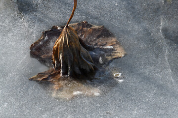 Dried lotus leaves in ice