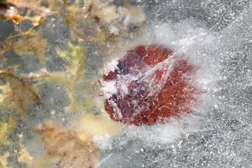Dried maple leaves in ice