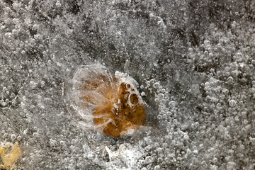 leaves in the ice
