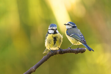 Deux oiseaux sur une branche, mésange bleue - bluetit avec lumière et bokeh. Une de dos et...
