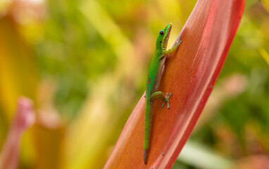 Gold Dust Day Gecko on a Bromeliad Leaf