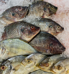 fresh tilapia and other fish in one container