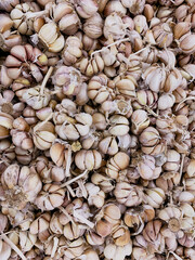 pile of garlic in supermarket
