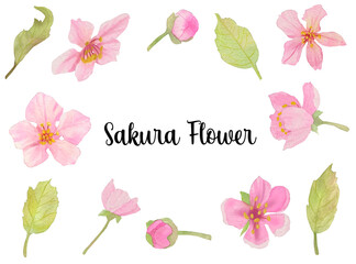 Fototapeta na wymiar Cherry Blossom flower Watercolor collection