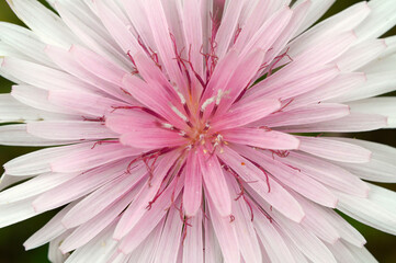red hawksbeard - pink hawk's-beard daisy - crepis rubra
