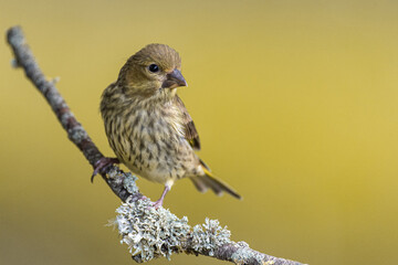 Jeune oiseau verdier d'europe sur une branche, couleur jaune et bokeh jaune 