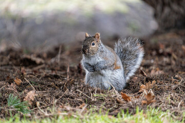 Naklejka na ściany i meble one cute grey squirrel standing on fall leaves covered ground under the shade of a tree in the park