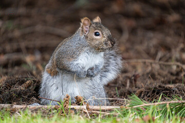 Naklejka na ściany i meble close up of one cute grey squirrel standing on fall leaves covered ground under the shade of a tree in the park