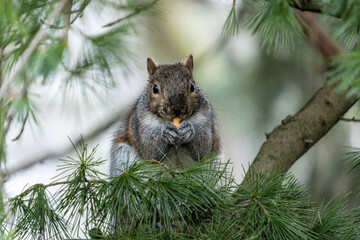 close up of a cute grey squirrel sitting on the branch behind pine  needles eating a nut in its paws