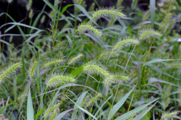 アキノエノコログサ（北海道・知床）
