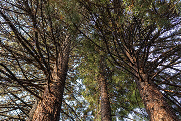 redwood trees with dense branches surround in circles in the park