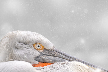 Pelican sous la neige, photographié de côté, long bec et oeil visibles. Beaucoup d'espace libre...