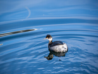 close up of a beautiful western grebe swimming on the coast