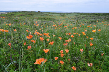 エゾスカシユリの群落（北海道・小清水町）
