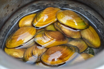 Many freshwater mussels in the vessel. Picked at river.