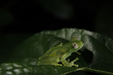 frog on leaf