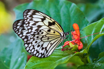 Paper kite a.k.a. rice paper butterfly (Idea leuconoe)