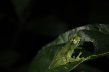 frog on leaf number 2
