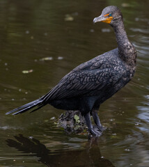Double Crested Cormorant Full Body 
