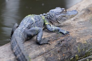 Baby Alligator on Log Head Turned