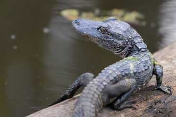 Baby Alligator on Log Head Turned