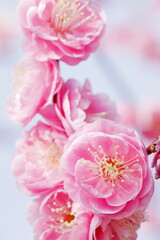 Fototapeta na wymiar 日本の梅園の梅