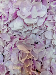 close up of lilac flower