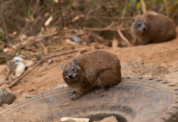 Hyrex sitting on a Tyre in dump yard near Lake Naivasha, Kenya,Africa