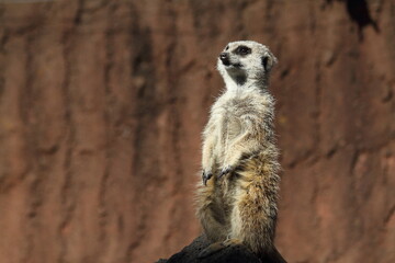 Meerkat standing looking for something. 