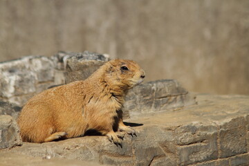 Cute prairie dog on a sunny day.