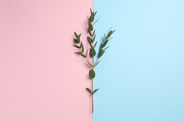 Fototapeta na wymiar Eucalyptus branch with fresh leaves on color background, top view