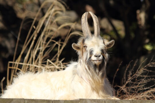 A Pygmy Goat sitting on the ground.