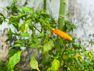 chili plants ready to harvest