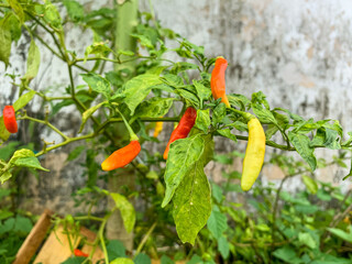 chili plants ready to harvest