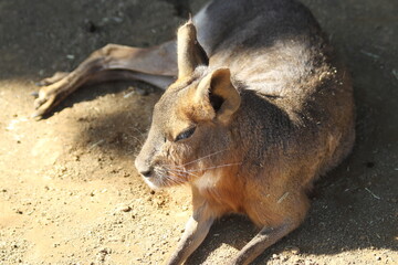 Little mara on a sunny day.