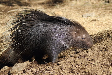 Indian Crested Porcupine on a sunny day.