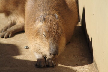 Cute Capybaras on a sunny day.