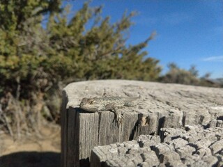 Desert Lizard
