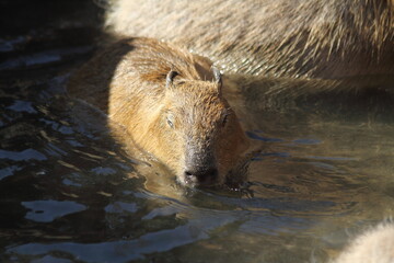 Happy Capybaras enjoying hot spring.