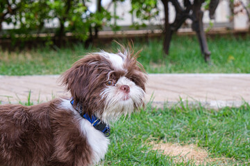 Shih tzu puppy looking forward and disheveled in the wind.