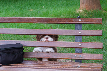 Shih tzu puppy on a lawn, with a curious look behind a wooden bench.